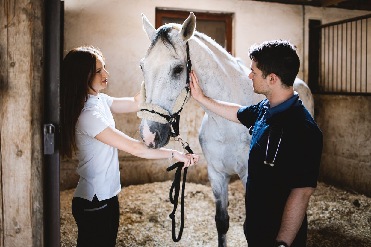 Vet checking horse's health.