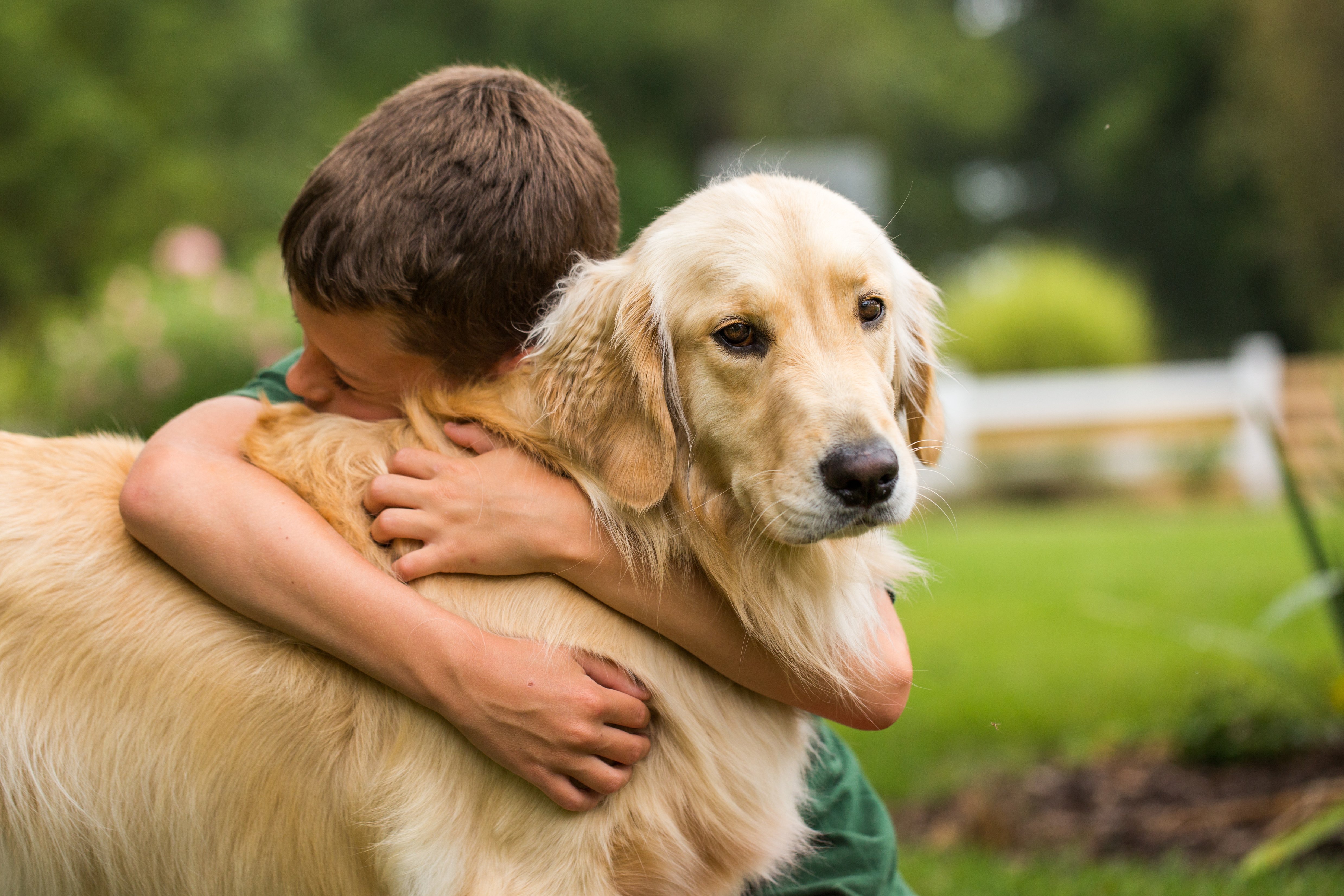 Child Hugging Golden Retriever Dog